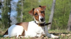 Fox barrel gladhewer